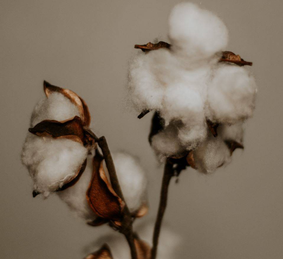 India adds 10% duty to imported cotton