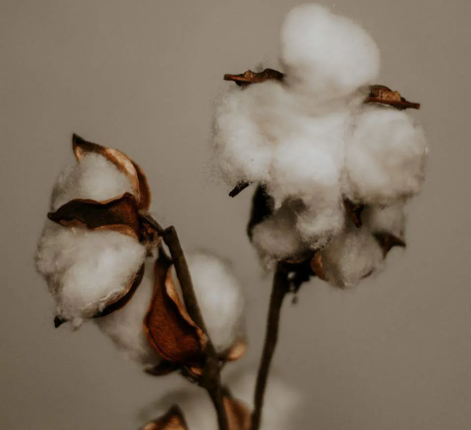 India adds 10% duty to imported cotton