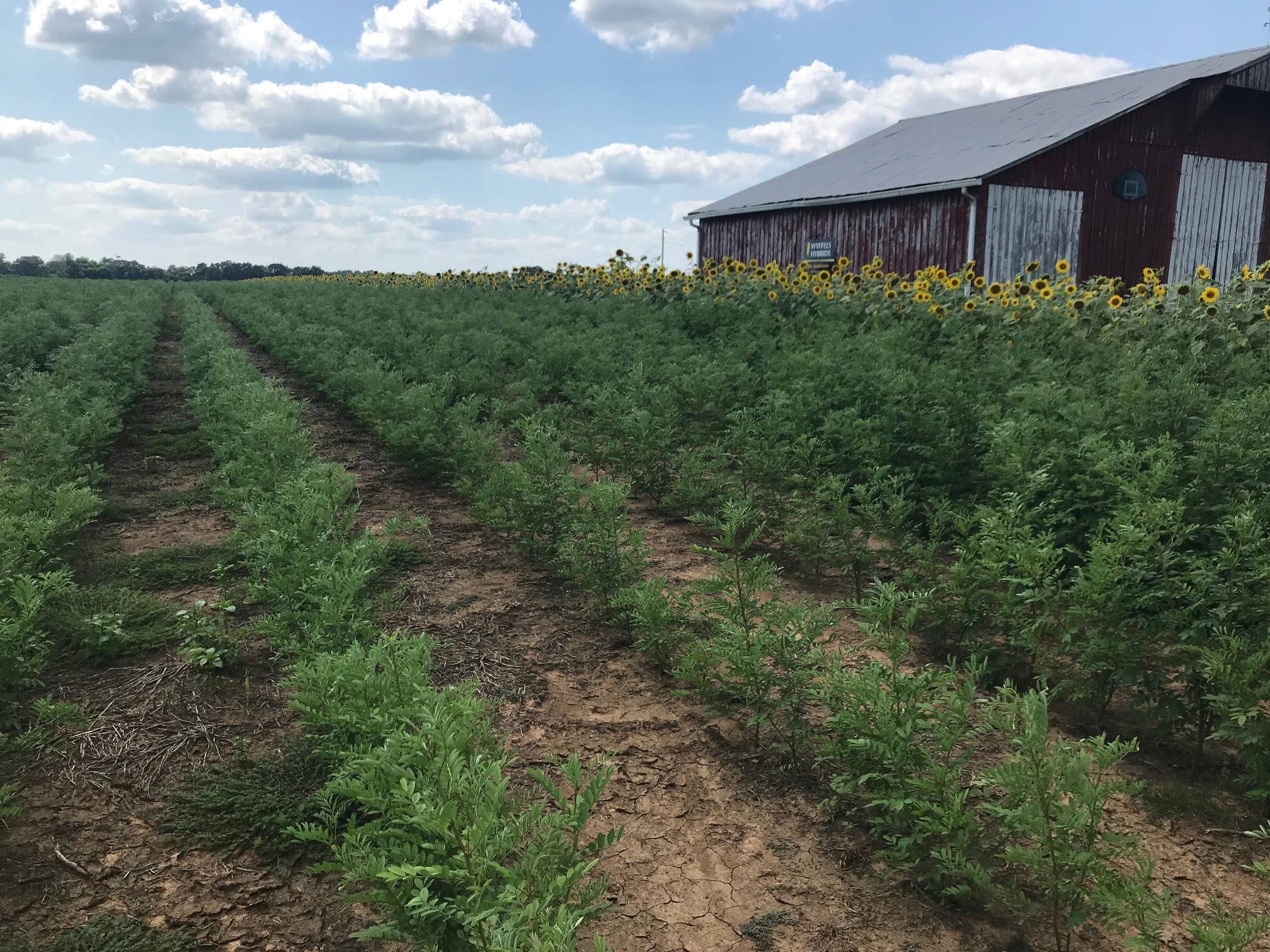 Innovation in natural dyes