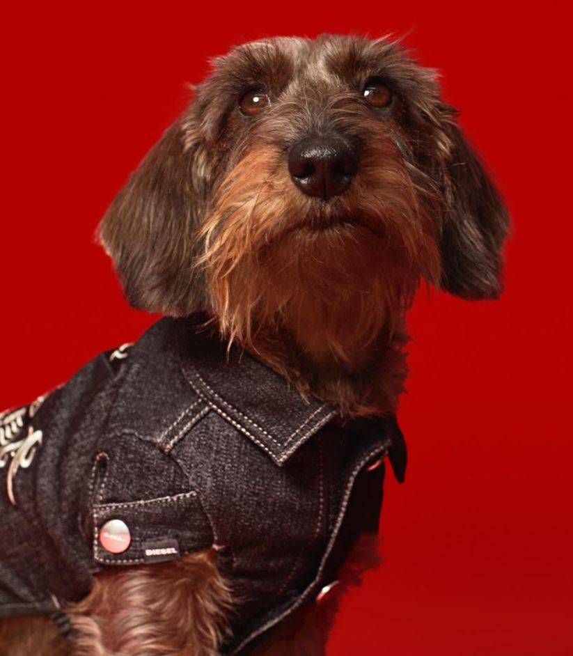 Dog-owning Diesel lovers can now match their pets