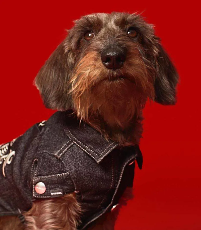 Dog-owning Diesel lovers can now match their pets