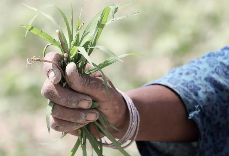 Soorty Organic Cotton Initiative takes root