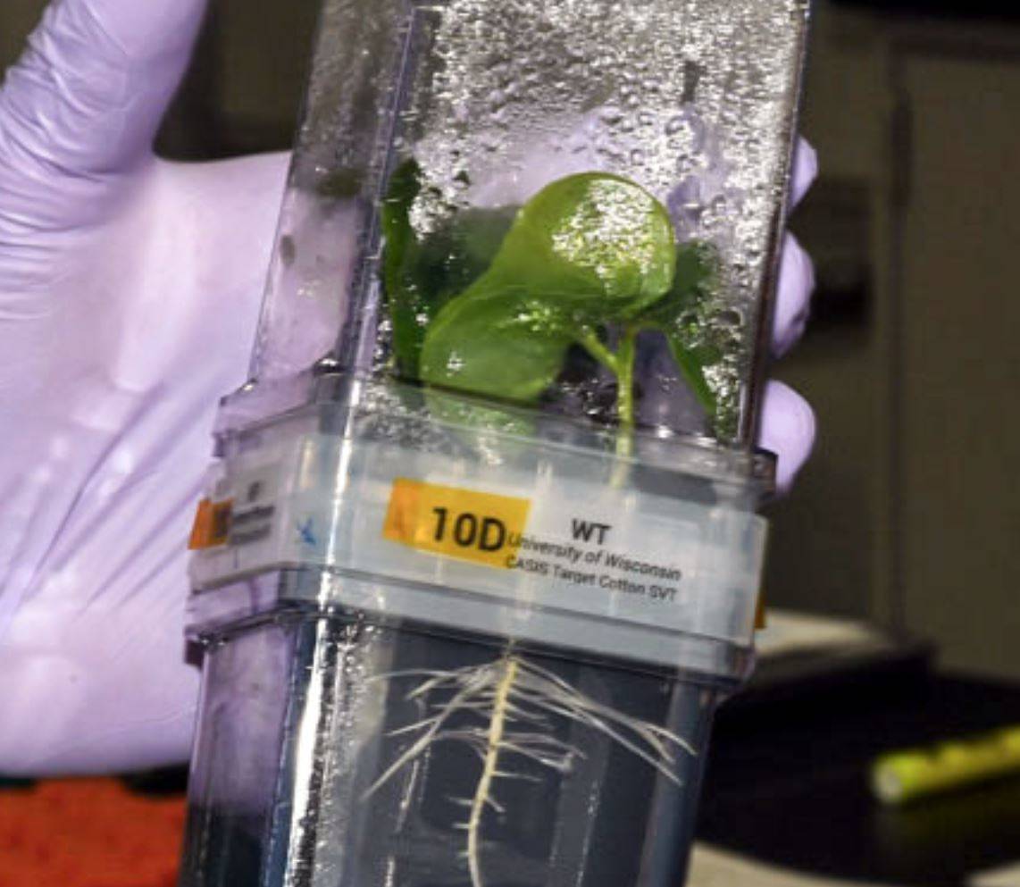 Cotton research heads into space