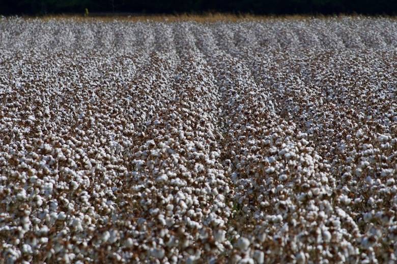 Retraced and AM enable ‘farm-to-fashion’ traceability