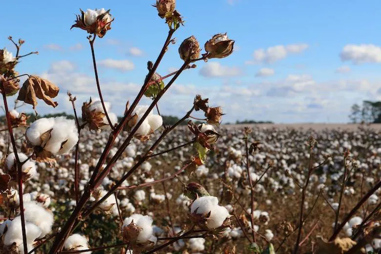 Brazil signs cotton contract with China