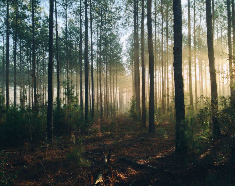 Viscose traceability project shows viability of blockchain