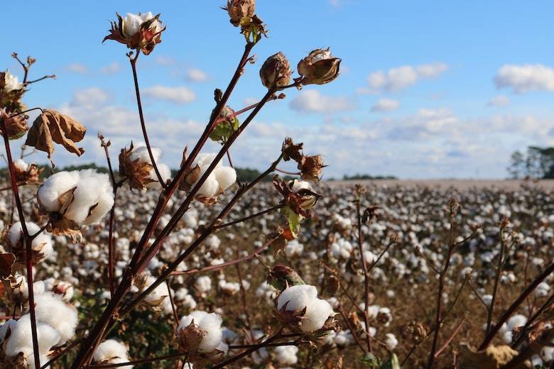 Traceability and verification technology marks Israeli cotton at seed level