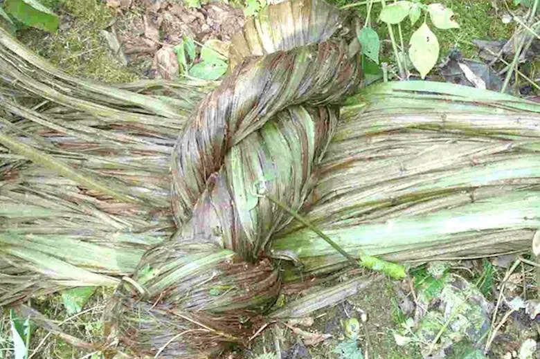 Candiani helps Pangaia harness wild Himalayan nettle