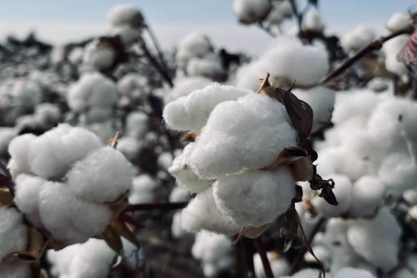 BCI targets 2030 improvements