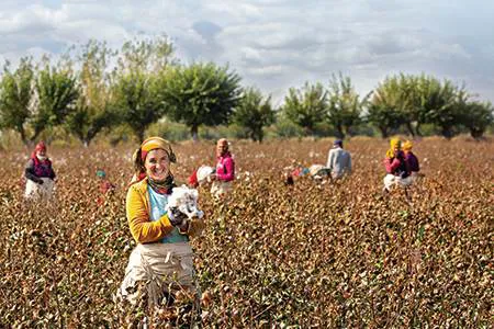 Cottoning on: Uzbekistan, now