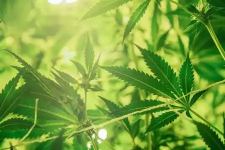 Marmara Hemp’s novel seed to fibre network