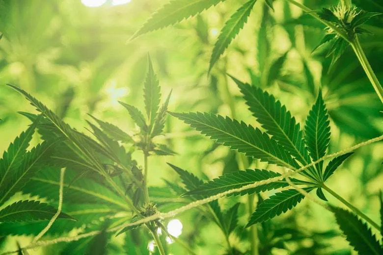 Marmara Hemp’s novel seed to fibre network