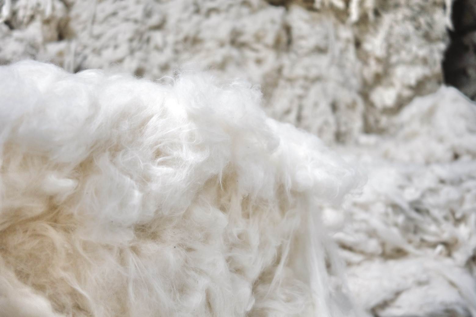 Cone Denim embraces regenerative cotton