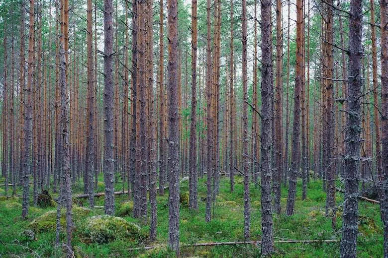 Helsinki to host Nordic biorefinery talks