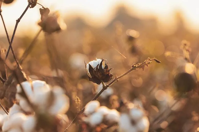 EU New Cotton Project issues updates