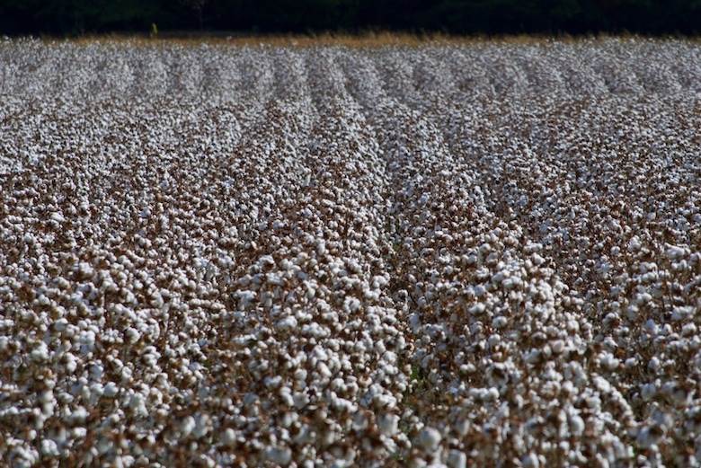 Textile Exchange issues annual reports, despite organic cotton challenges