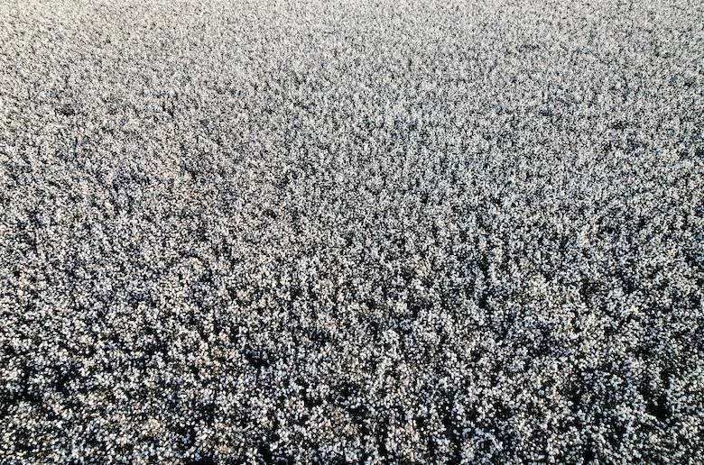 Advance Denim using Good Earth Cotton in Vietnam