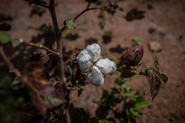 African cotton gains new sustainability credentials