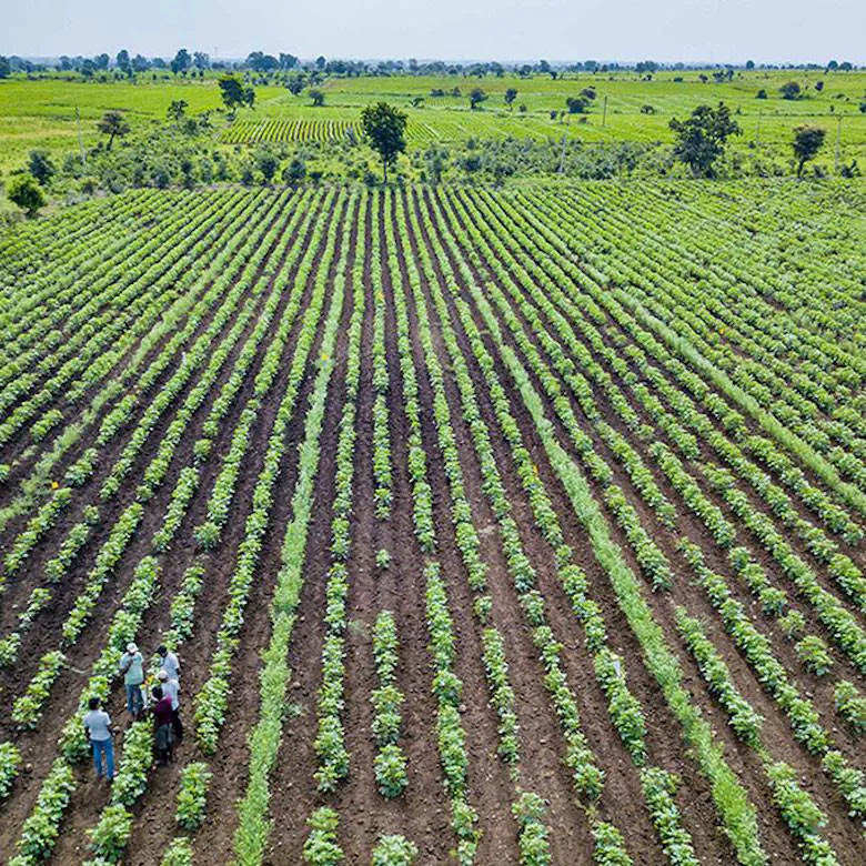 OCA seeks proposals for expansion into Turkey