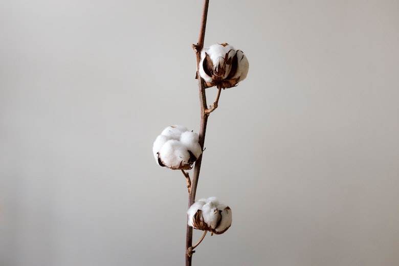 Better Cotton licenses its first Uzbek farms