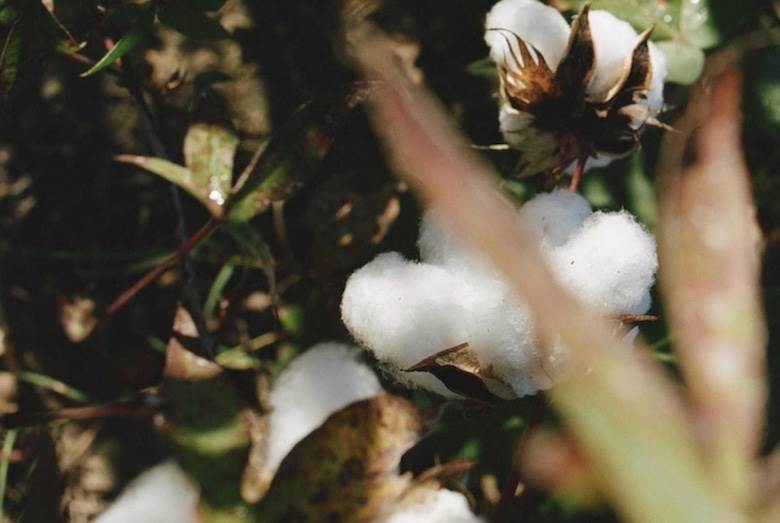 Kiss the Ground Cotton to hit stores this autumn