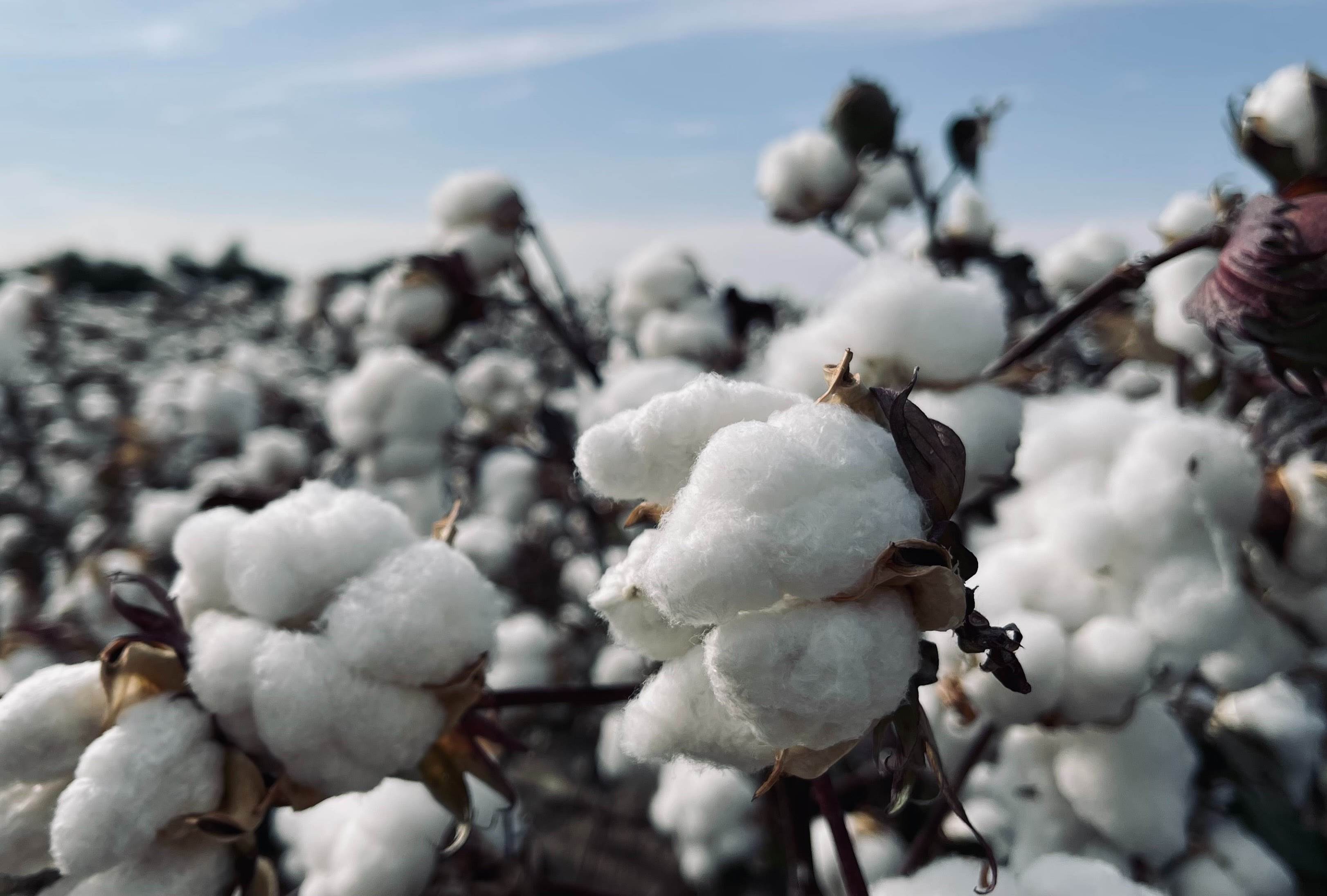 Orta upholds GMO-free Turkish cotton
