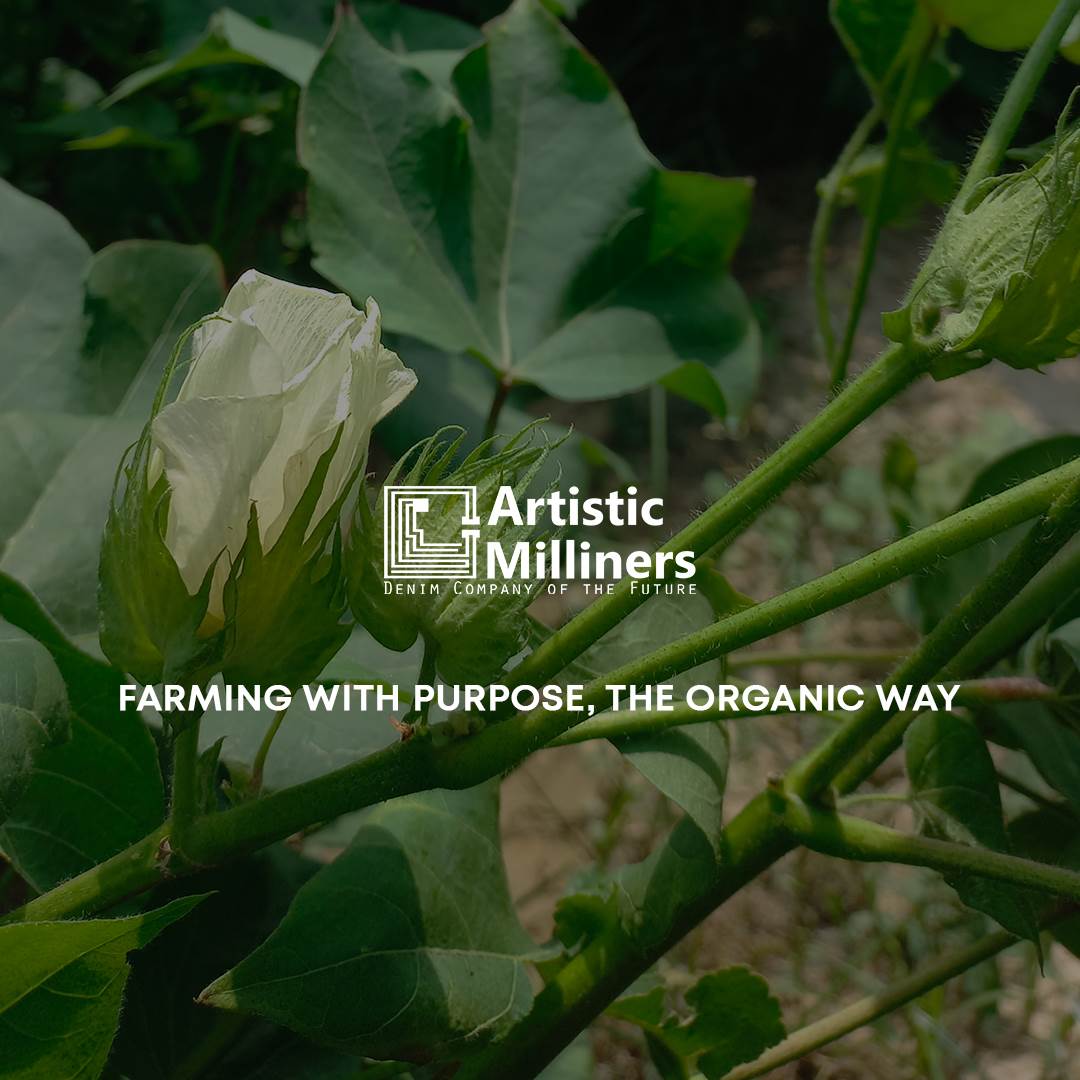 Levi’s teams up with Milliner Organic Cotton