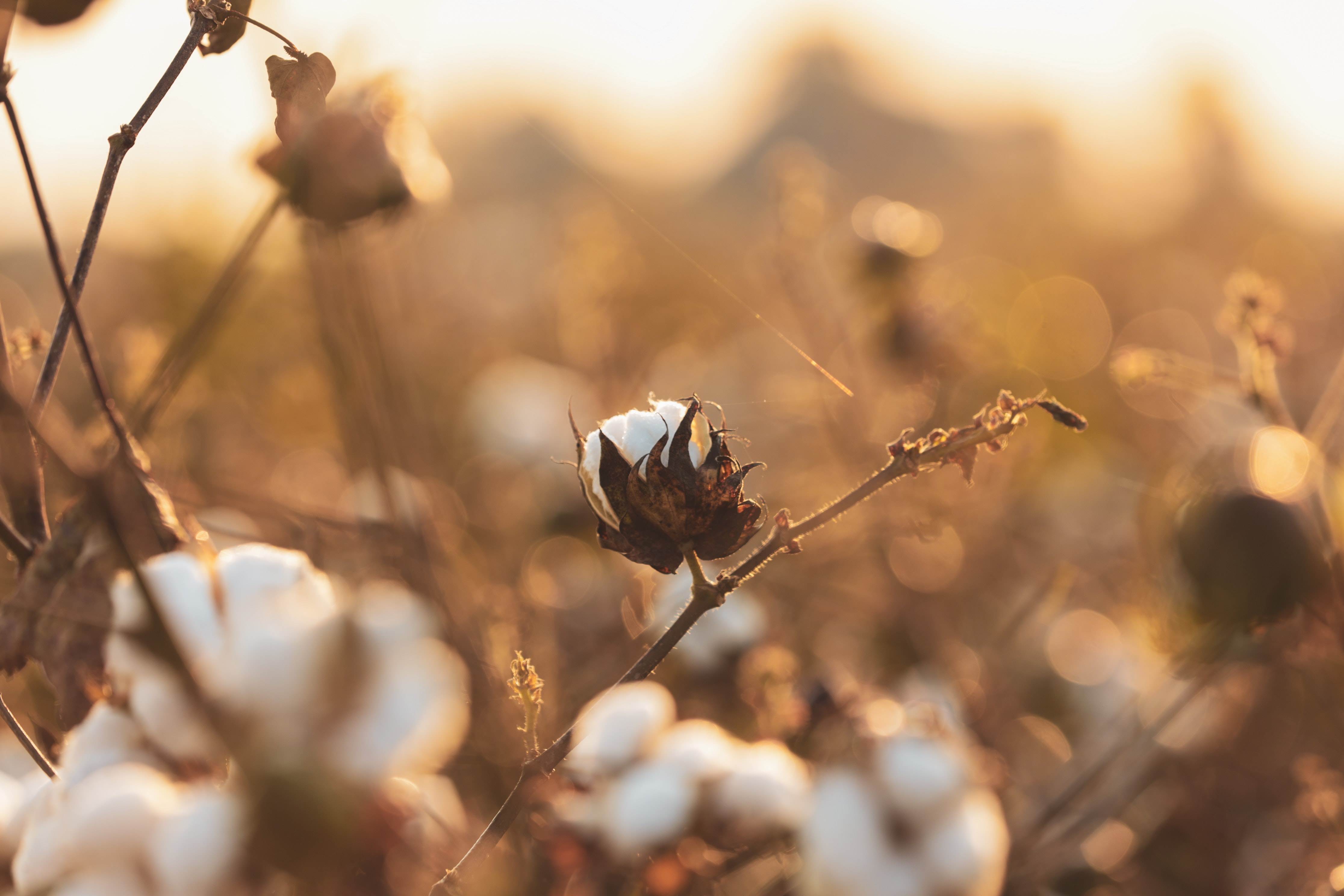 Cotton outlook for 2023