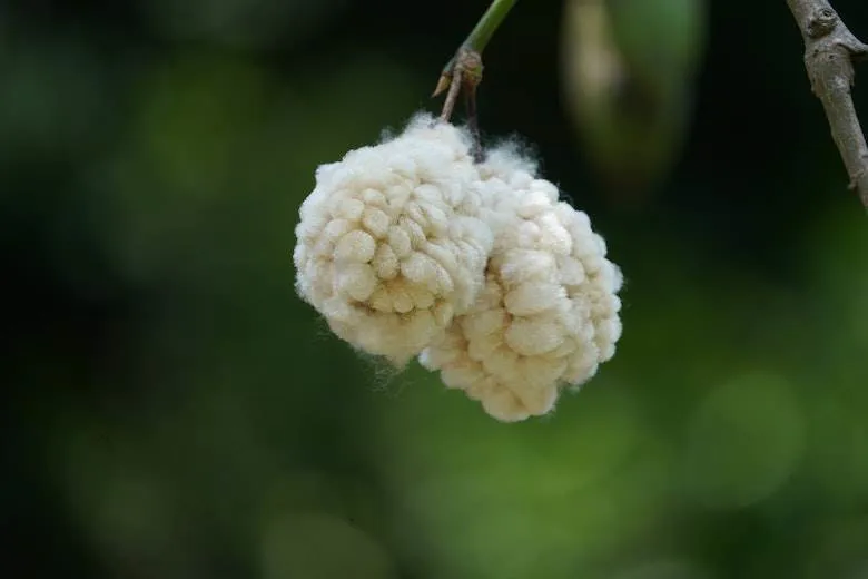 Organic textile suspension for Control Union India