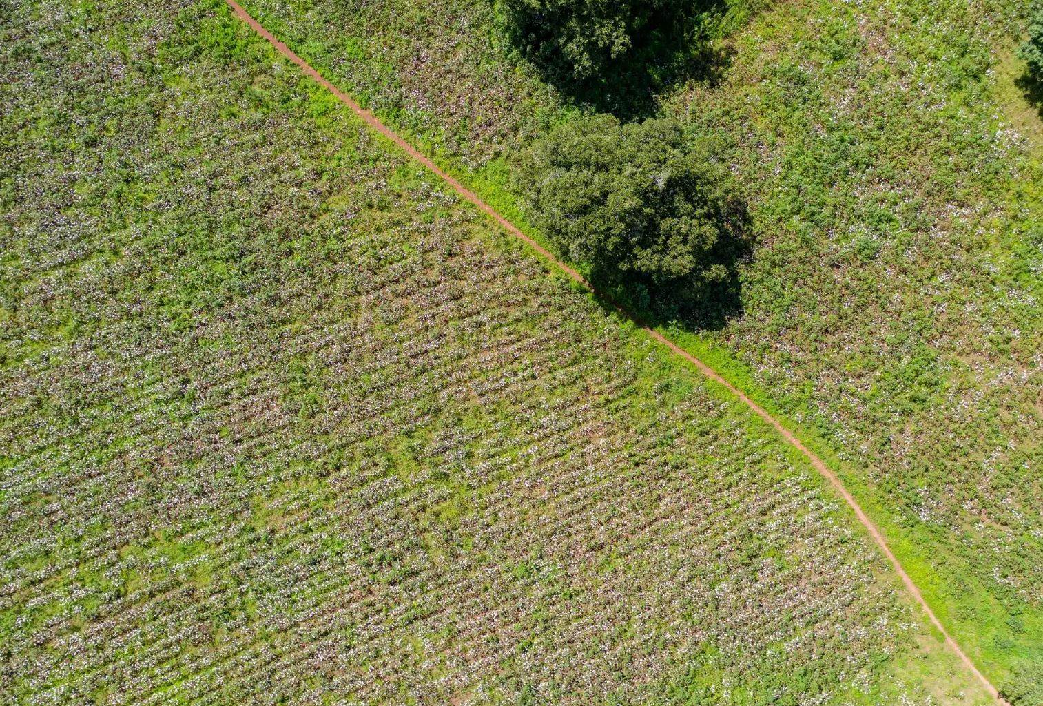 Better Cotton appeals to US body to not rely on LCAs