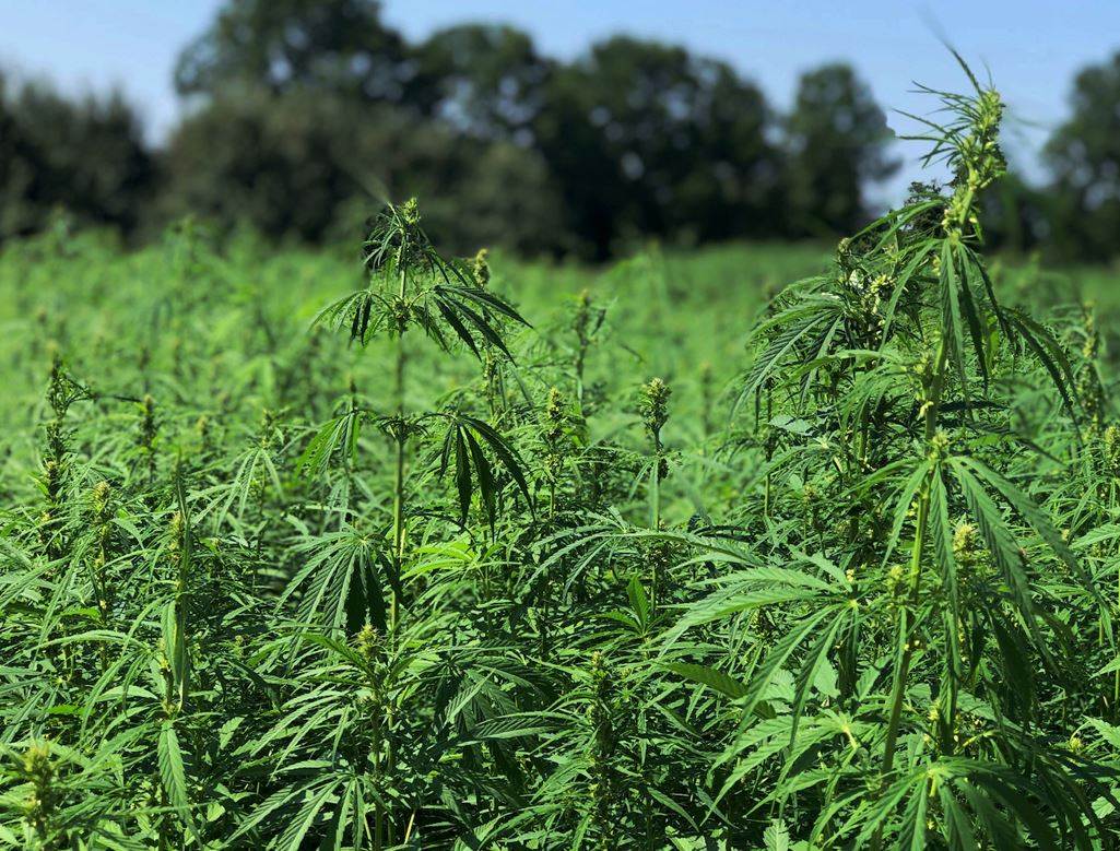 Textile Exchange urges hemp sector to shape regulation