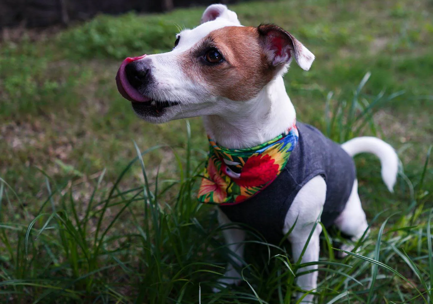 ‘Furrry friends’ star in Naveena campaign