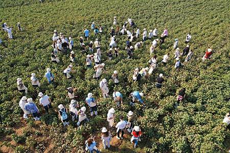 The dynamics of regenerative cotton