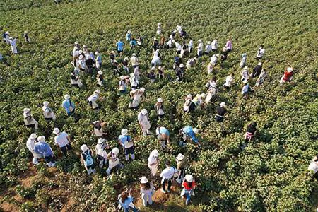 The dynamics of regenerative cotton