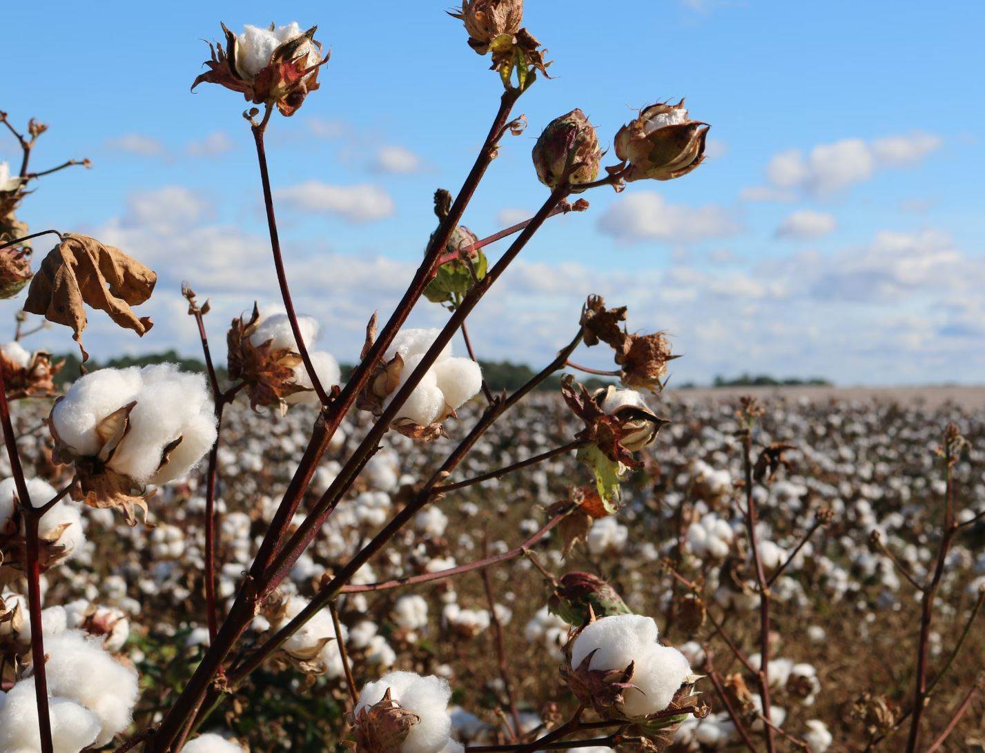 Citizens of Humanity's regenerative cotton standard widens net
