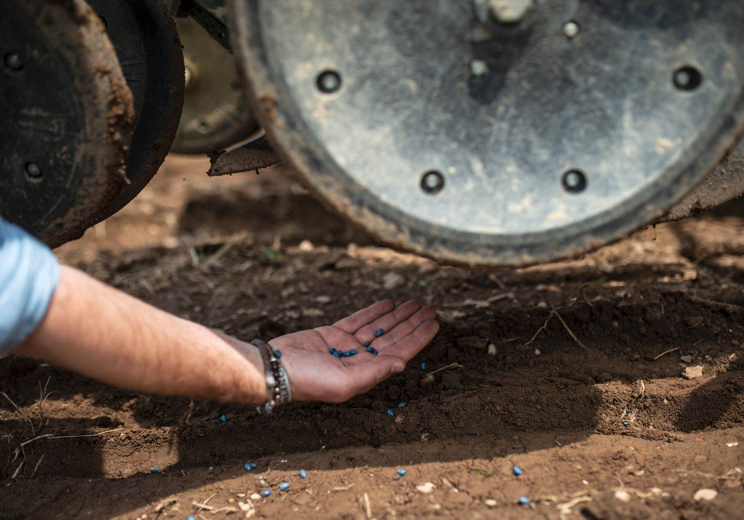 MADH premieres Candiani’s Blue Seed cotton