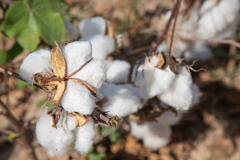 Independent audit says Brazil farms did not breach Better Cotton standard                                                                                                                               