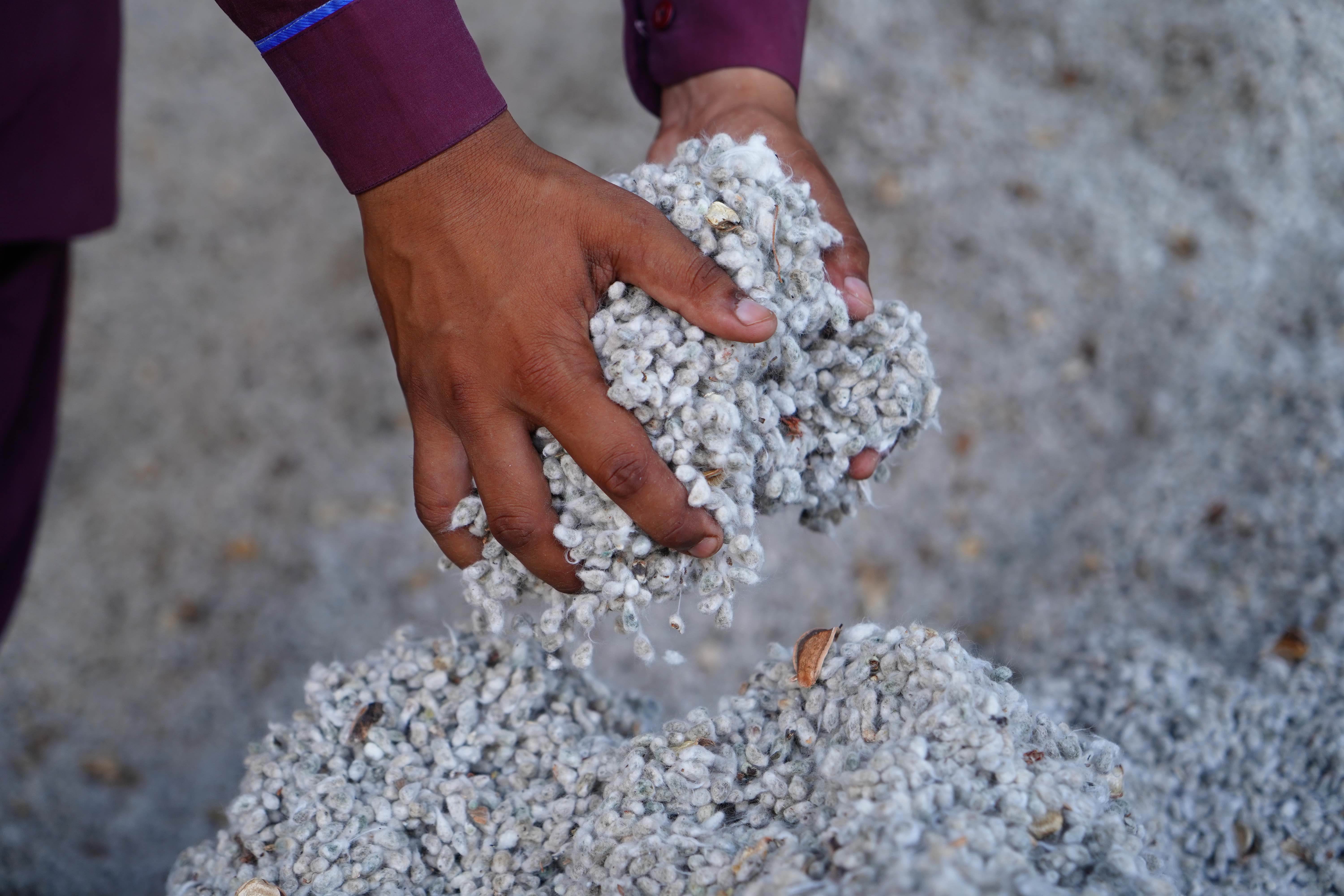 Soorty expands research into organic cotton