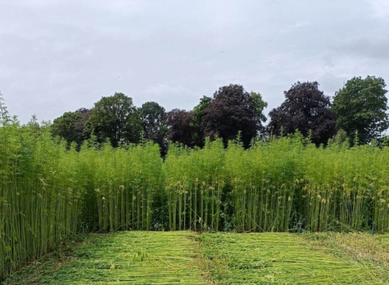 Hemp4Circularity publishes initial findings                                                                                                                                                             