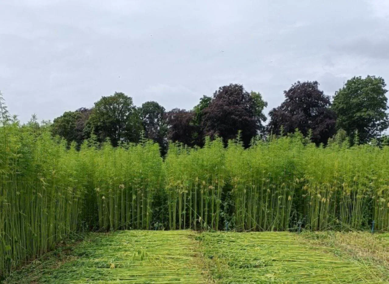Hemp4Circularity publishes initial findings