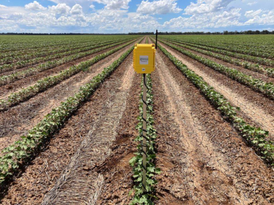 Cargill initiates water-saving pilot for cotton fields
