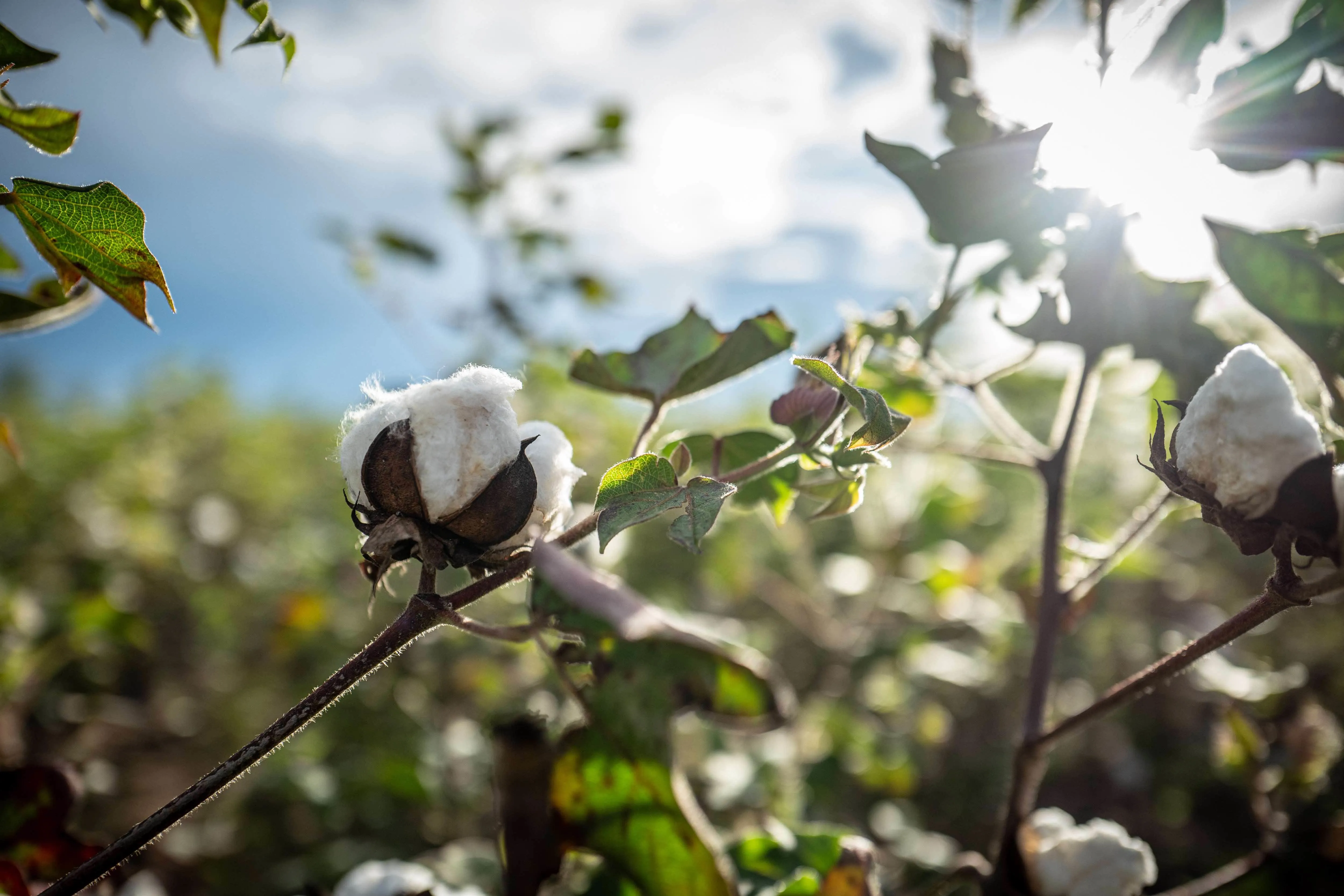2023 a bumper crop for Aid by Trade Foundation