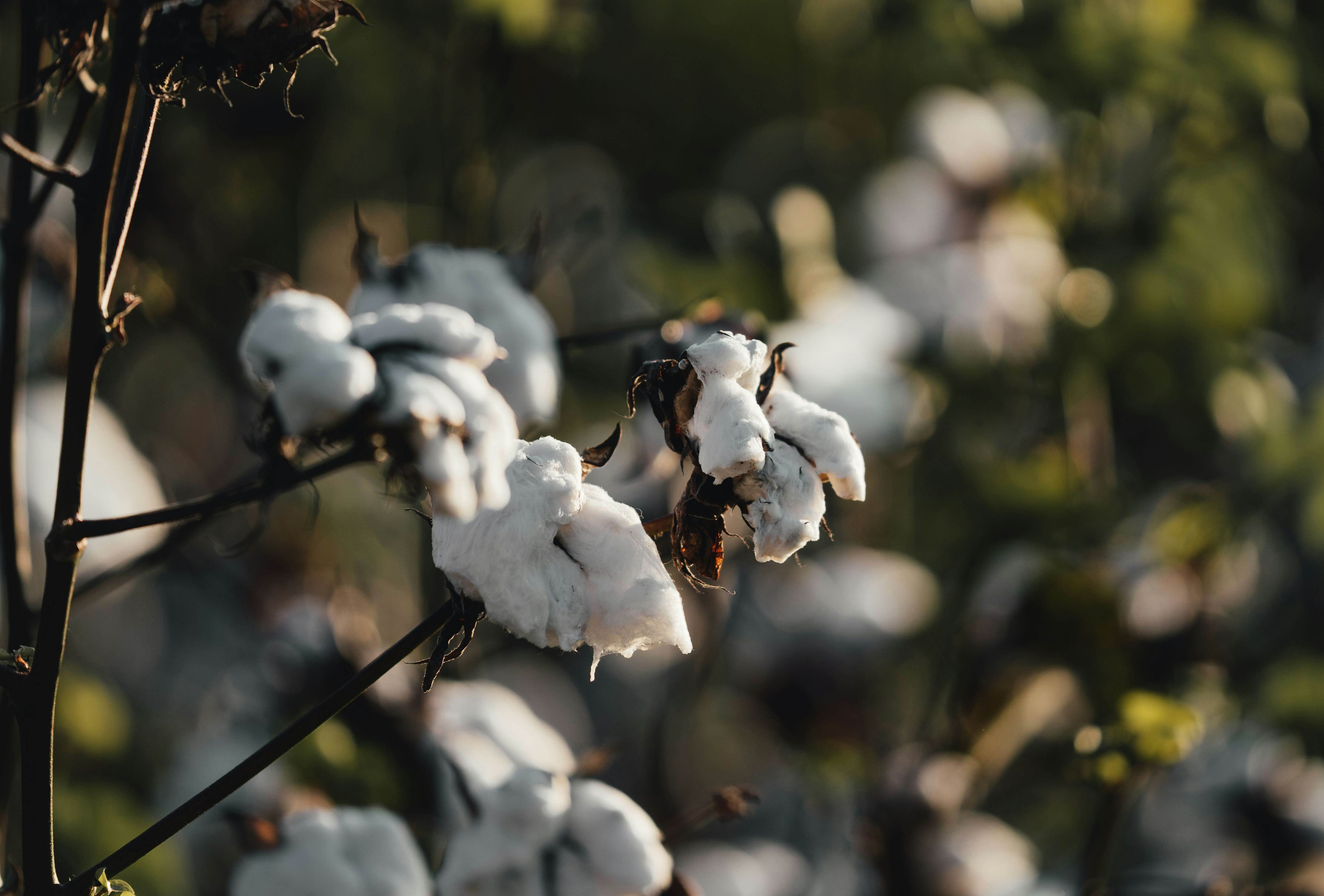 Cotton Trust Protocol prepares new dues structure