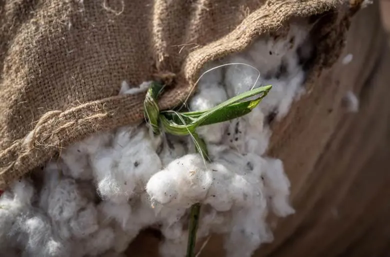 Cotton plan could create half a million textile jobs in Africa