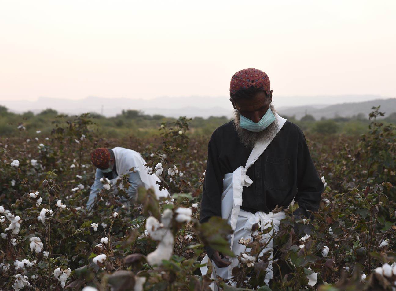 Regenerative cotton has game-changing potential, says ICAC