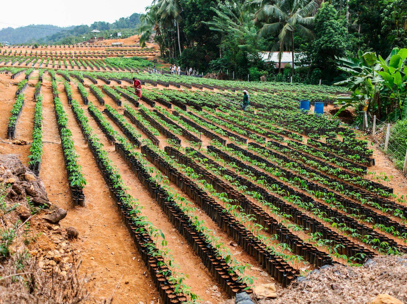 Yulex confirms biodegradability of Yulastic filament