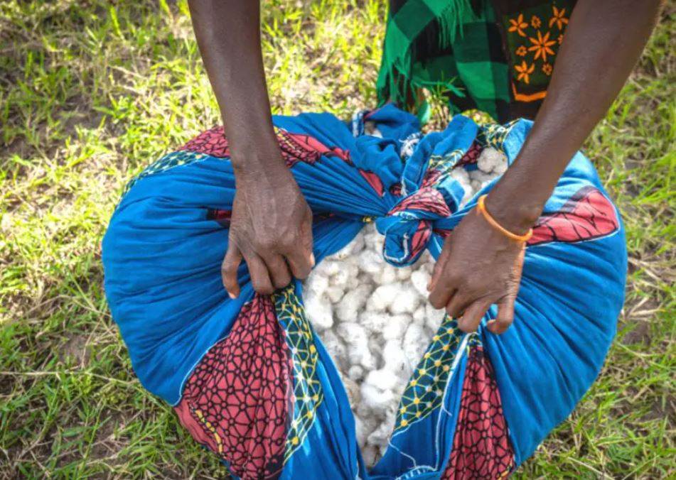 Partnership enables cotton farmers to sell carbon credits