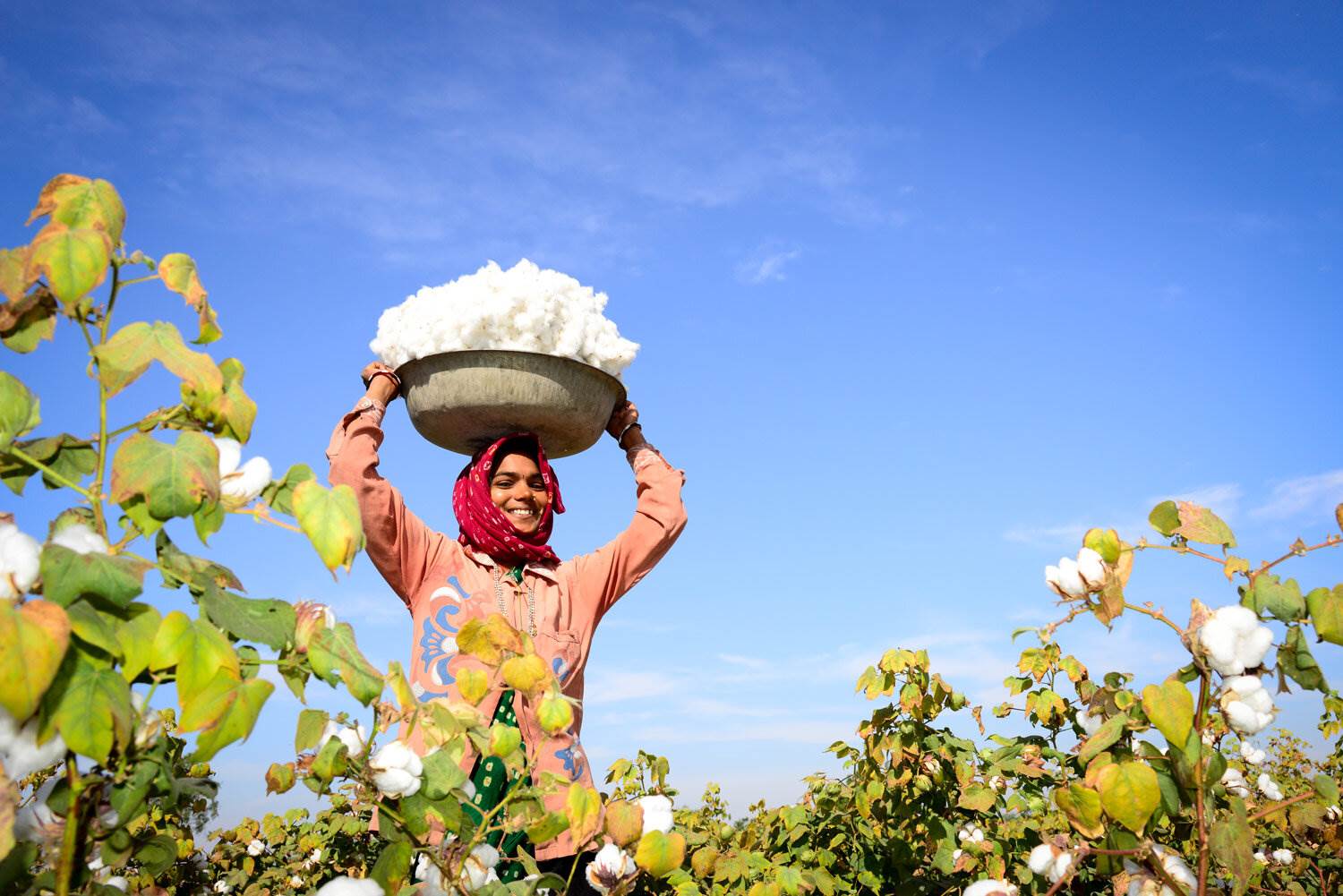 Impacts of regenerative cotton confirmed