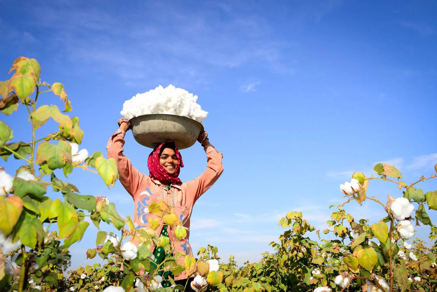 Impacts of regenerative cotton confirmed