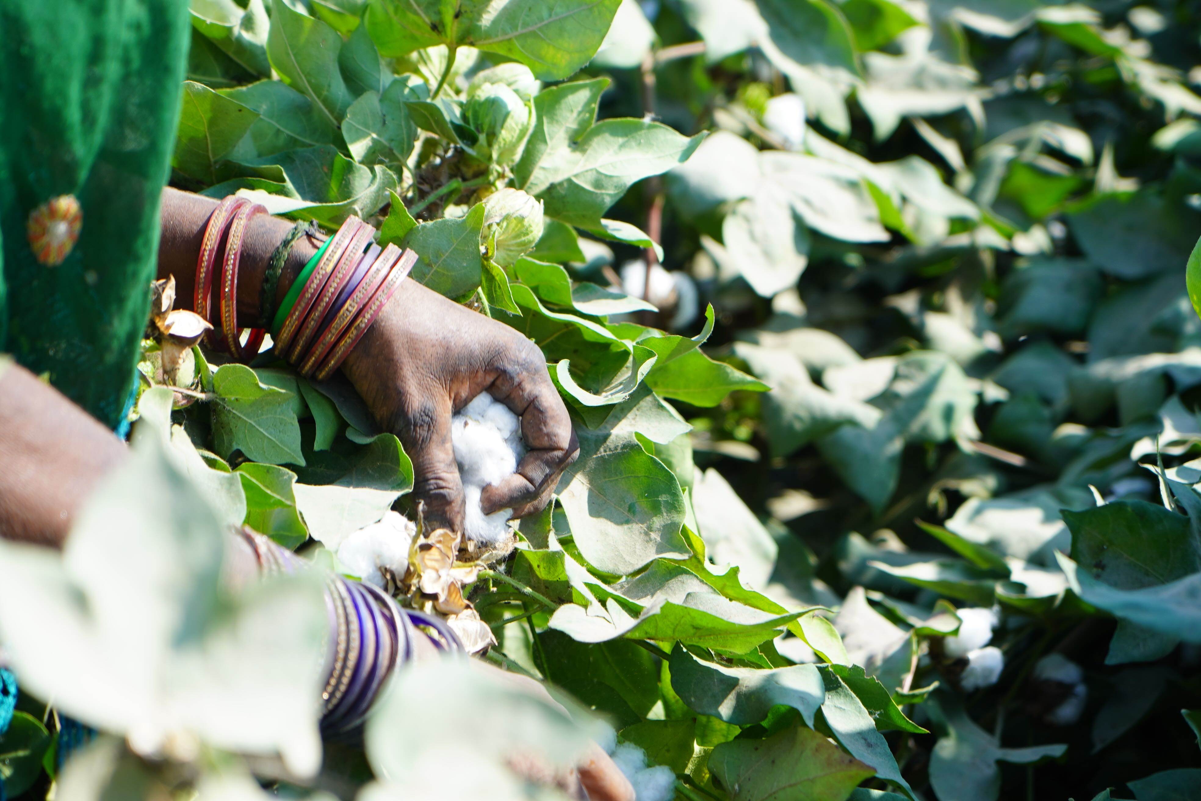 Soorty steps up farm-to-fashion traceability